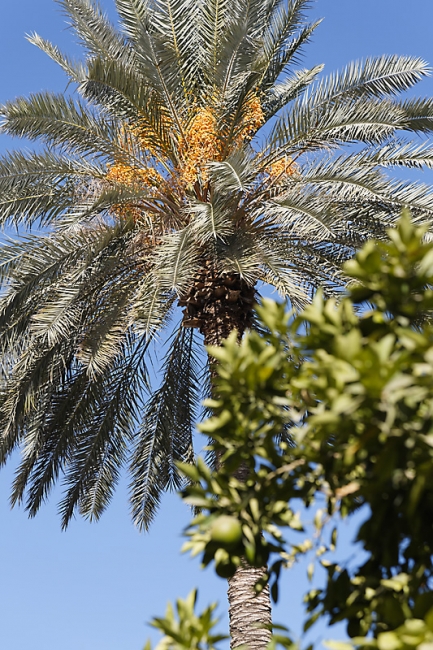 Chiraz-Naranjestan museum-095